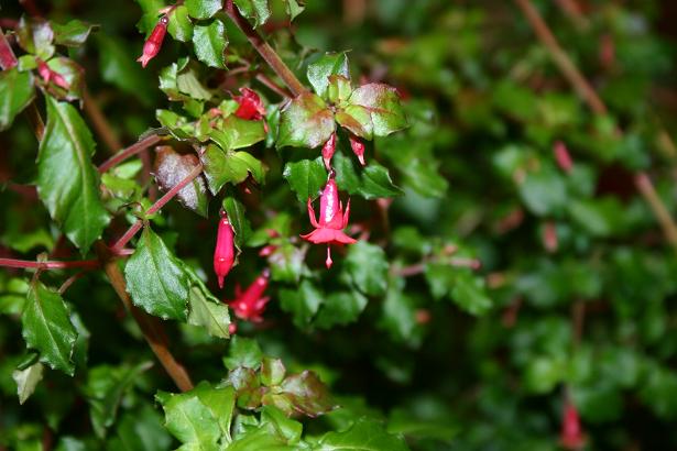  Fuchsia 'Katinka ' 