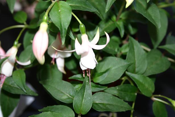  Fuchsia 'Katrina Thompsen ' 