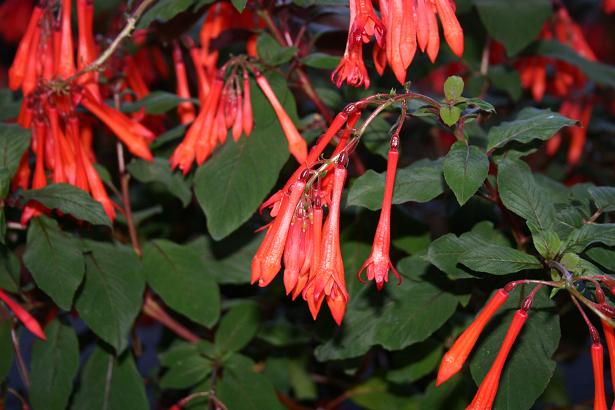  Fuchsia 'Koralle ' 