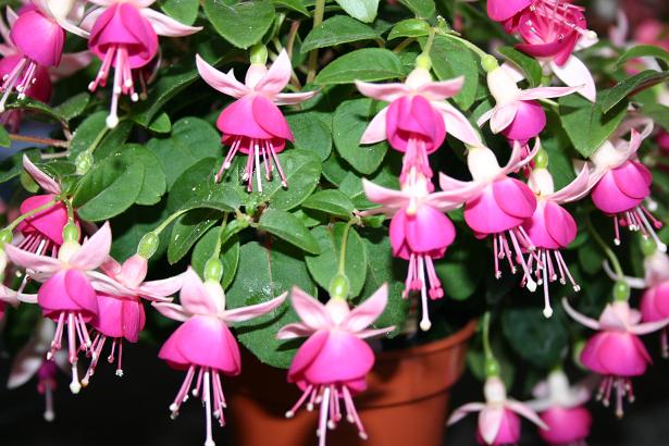  Fuchsia 'Krommenie ' 