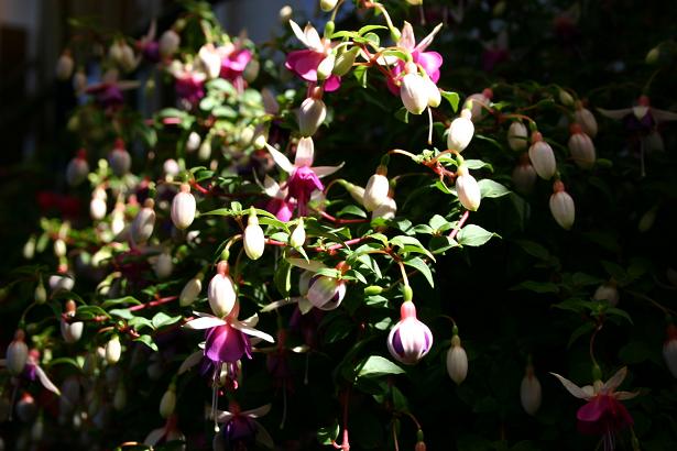  Fuchsia 'La Campanella ' 