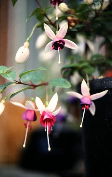  Fuchsia 'La Campanella ' 