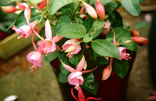  Fuchsia 'Lady Isobel Barnett ' 