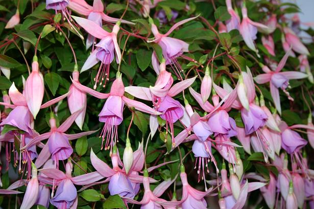  Fuchsia 'Lady Patricia Mountbatten ' 