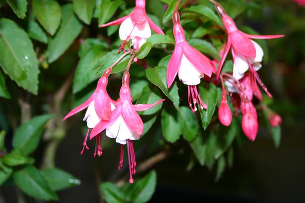  Fuchsia 'Lady Thumb ' 