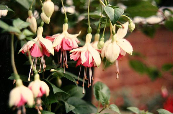  Fuchsia 'La Fiesta ' 