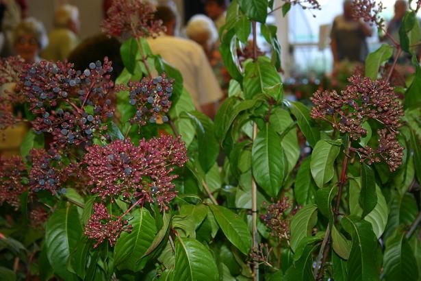  Fuchsia 'Lechlade Gorgon ' 