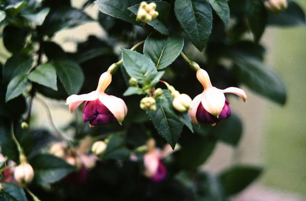  Fuchsia 'Lena ' 