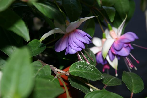  Fuchsia 'Lillian Annette ' 