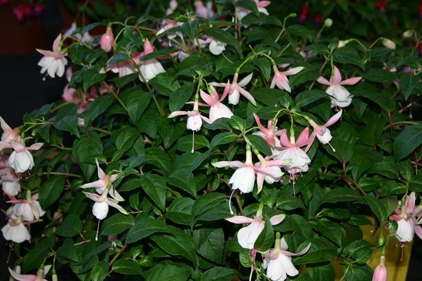  Fuchsia 'Lovely Les ' 