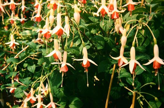  Fuchsia 'Lye's Unique ' 