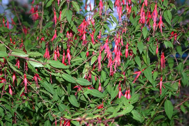  Fuchsia magellanica 'Gracilis ' 