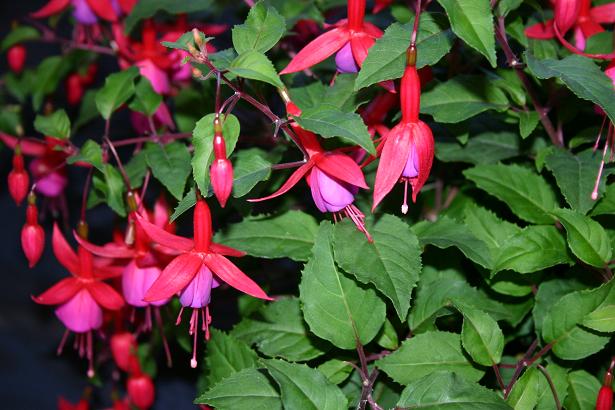  Fuchsia 'Major Heaphy ' 