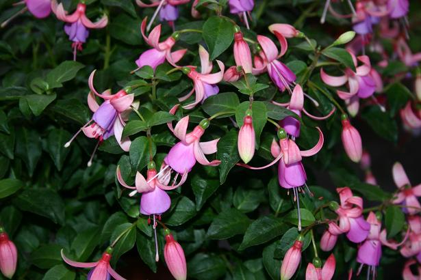  Fuchsia 'Maria Landy ' 