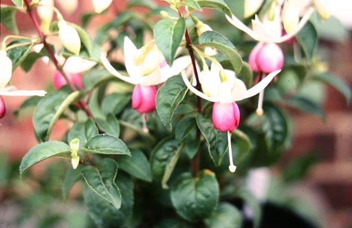  Fuchsia 'Marin Glow ' 