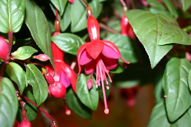  Fuchsia 'Marinka ' 