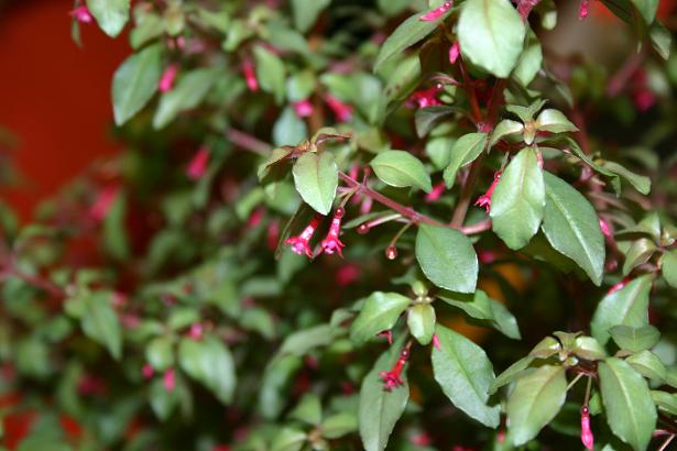  Fuchsia 'Marlies de Keijzer ' 