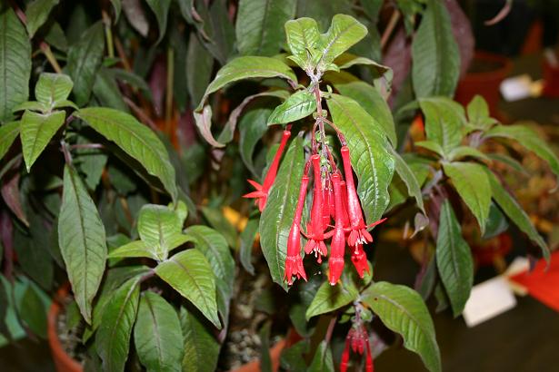  Fuchsia 'Mary ' 