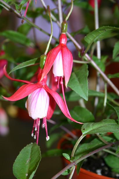  Fuchsia 'Meike Meursing ' 