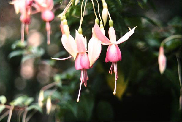  Fuchsia 'Melody ' 