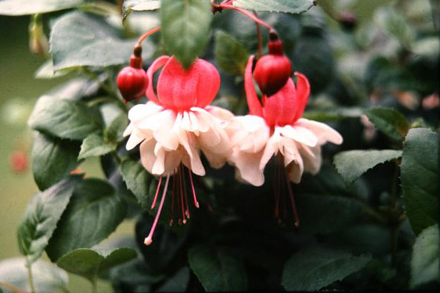  Fuchsia 'Michelle ' 