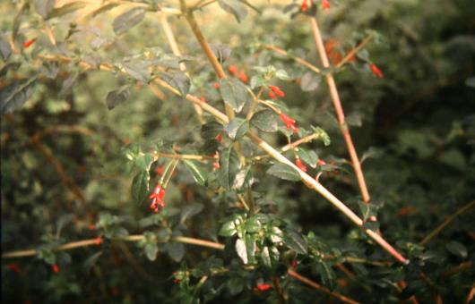  Fuchsia microphylla 