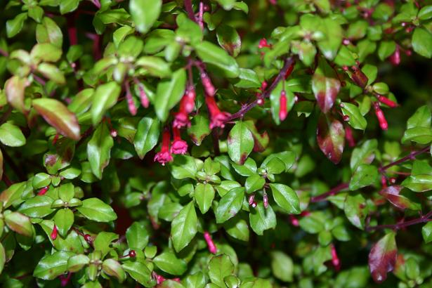  Fuchsia microphylla ssp. quercetorum 