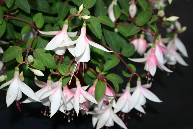  Fuchsia 'Midwinter ' 