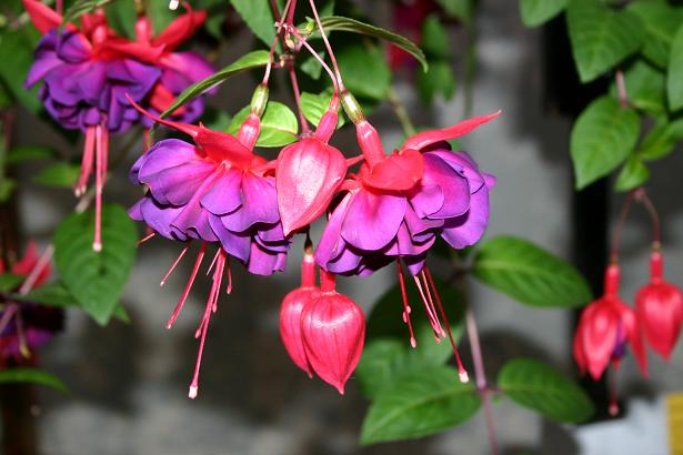  Fuchsia 'Millennium ' 