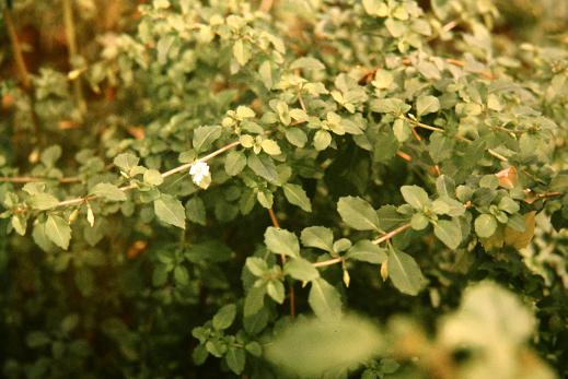  Fuchsia minimiflora 