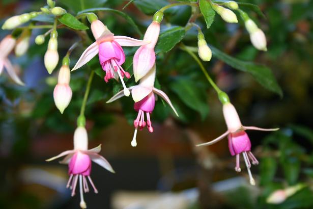  Fuchsia 'Mini Rose ' 