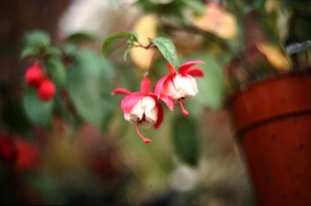  Fuchsia 'Molesworth ' 