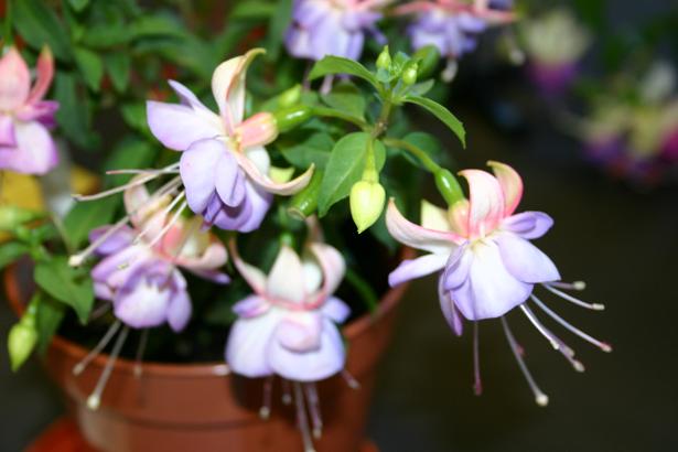  Fuchsia 'Moody Blue ' 