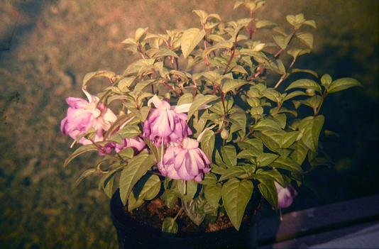  Fuchsia 'Morning Light ' 