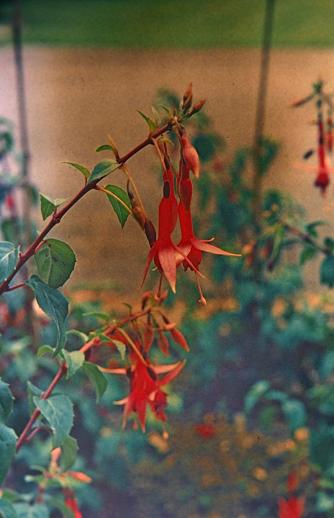  Fuchsia 'Mrs Lovell-Swisher ' 