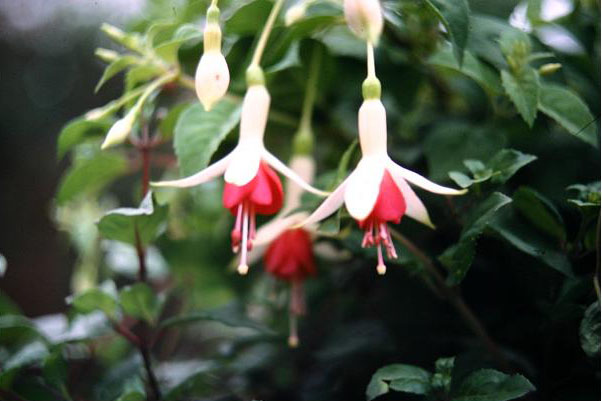  Fuchsia 'Mrs Marshall ' 