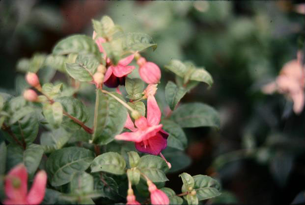  Fuchsia 'Mrs Minnie Pugh ' 