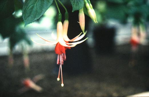  Fuchsia 'Mrs Rundle ' 