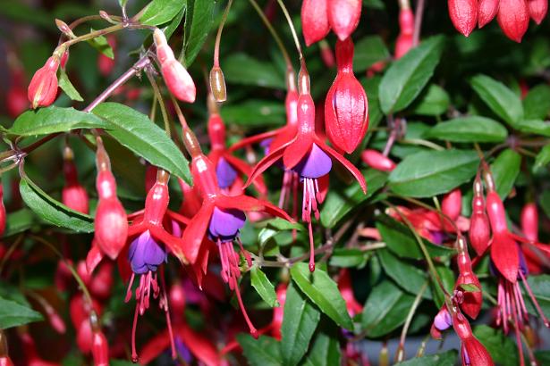  Fuchsia 'Multa ' 