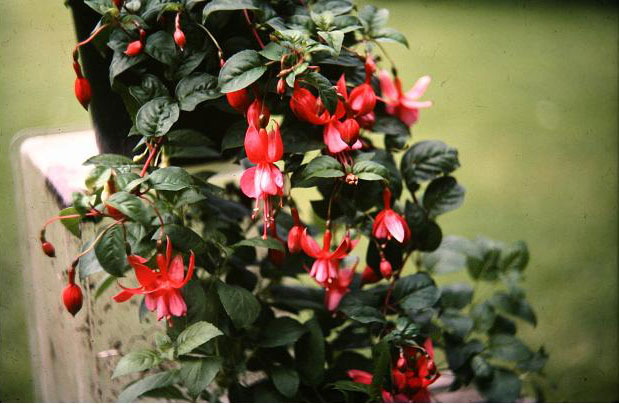  Fuchsia 'Muriel ' 