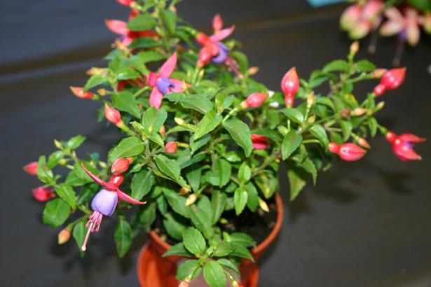  Fuchsia 'My Little Cracker ' 
