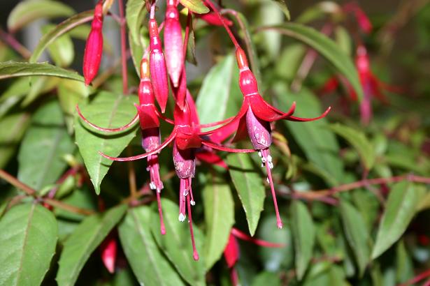  Fuchsia 'Naaldwijk ' 