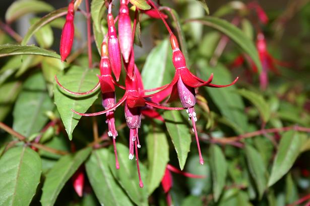  Fuchsia 'Naaldwijk ' 