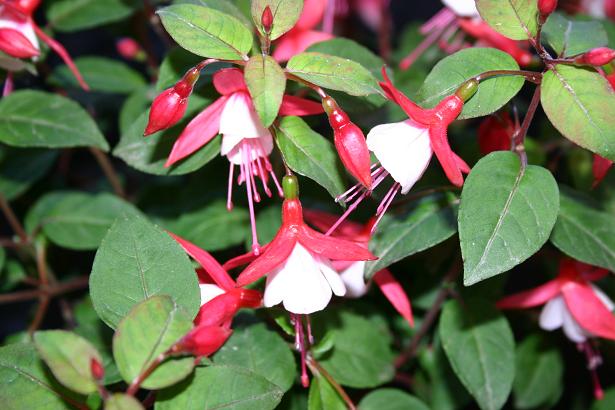  Fuchsia 'Nellie Nuttall ' 
