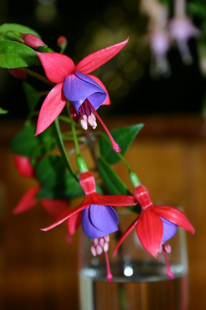  Fuchsia 'Nice and Easy ' 
