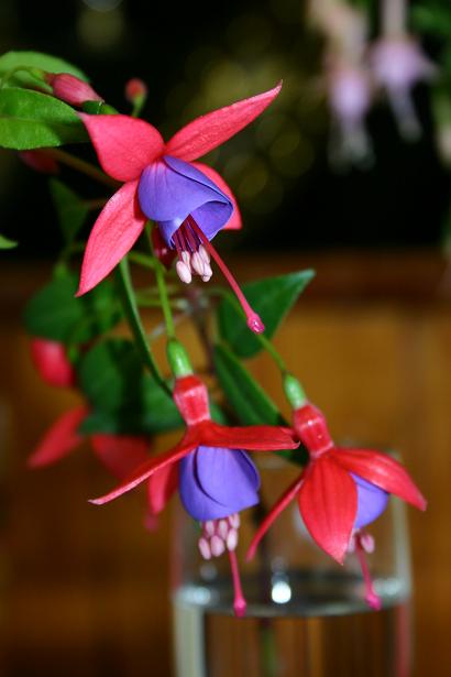  Fuchsia 'Nice and Easy ' 