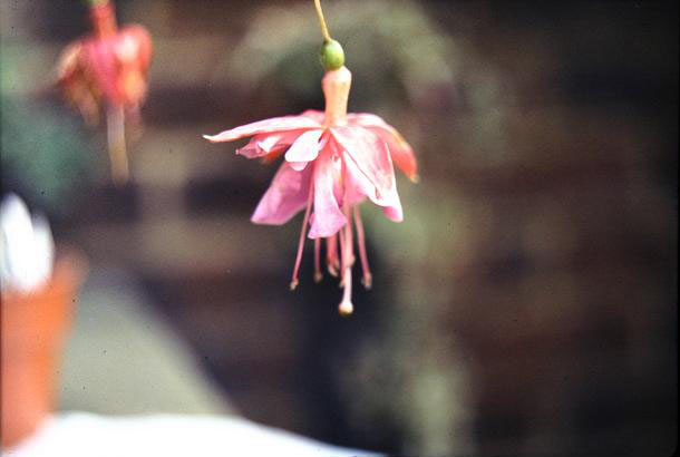  Fuchsia 'Normandy Bell ' 