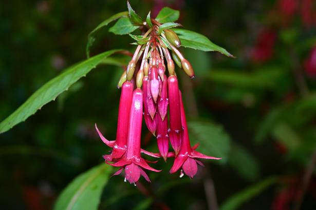  Fuchsia 'Nuance ' 