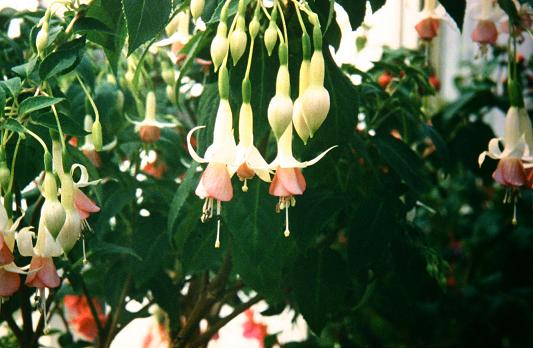  Fuchsia 'Otherfellow ' 