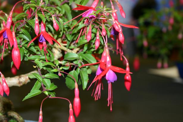  Fuchsia 'Papoose ' 